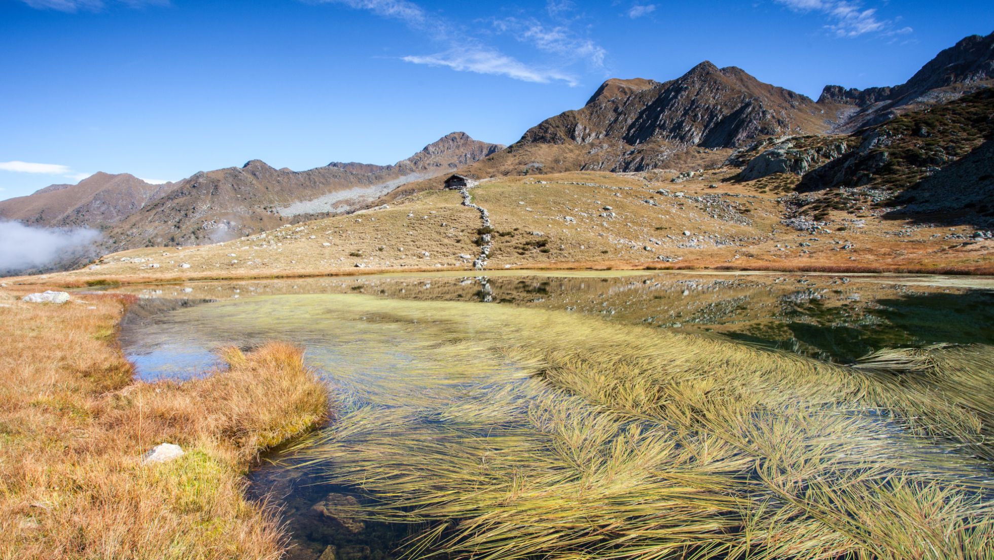 prato fiorito di eriofori in Val Tartano