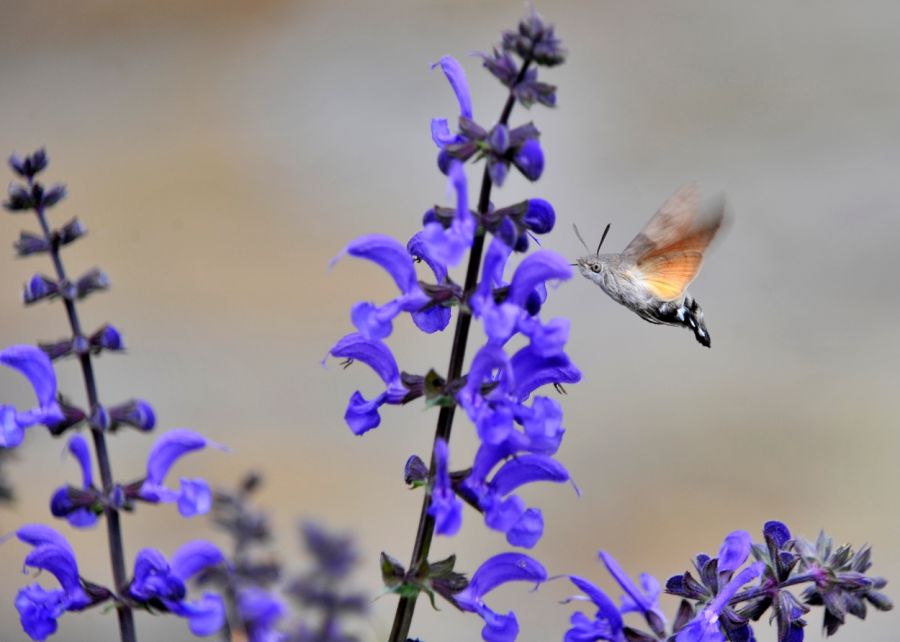 Farfalla colibrì su fiore viola