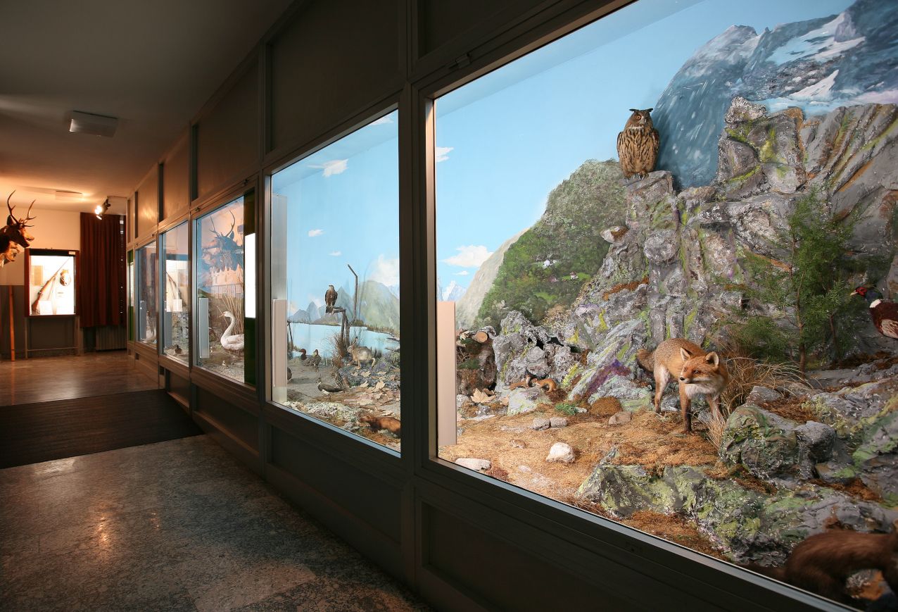 interno museo di storia naturale morbegno
