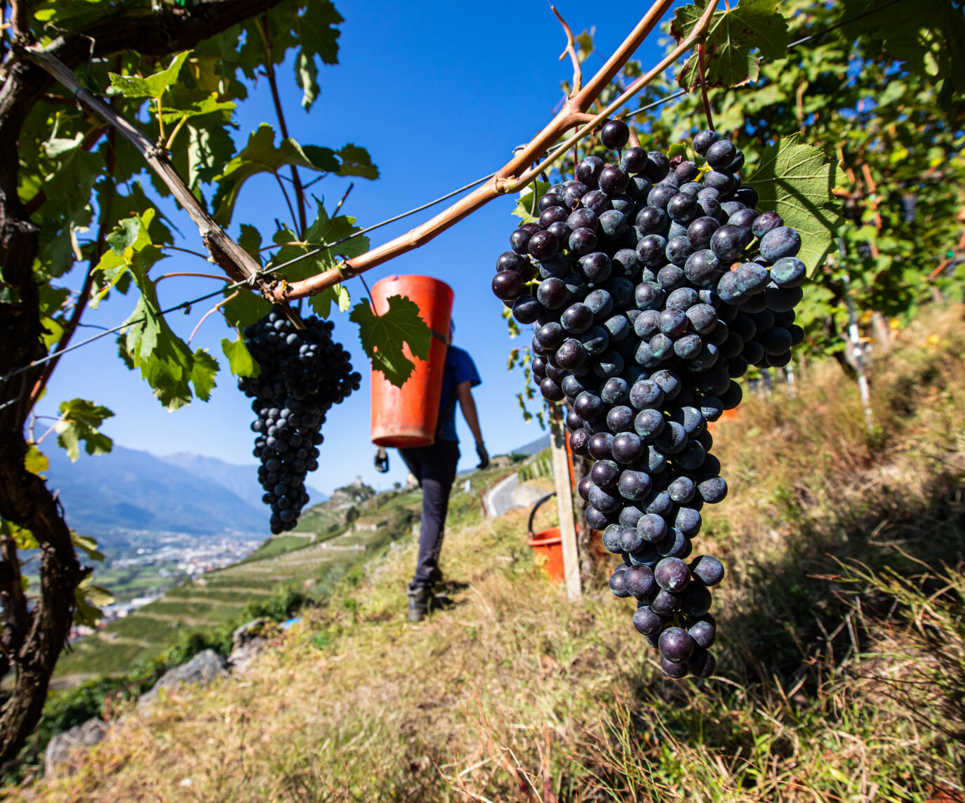 grappolo di nebbiolo vendemmia