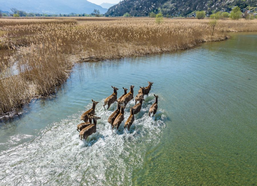 Cervi al pian di spagna