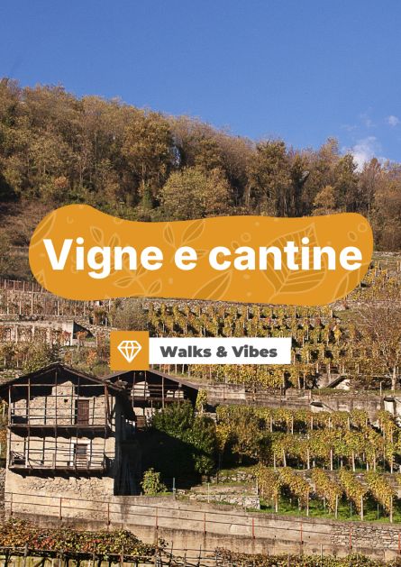 Vigne e cantine