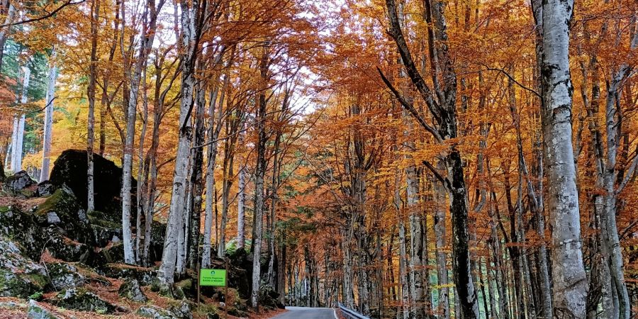 foresta bagni di masino