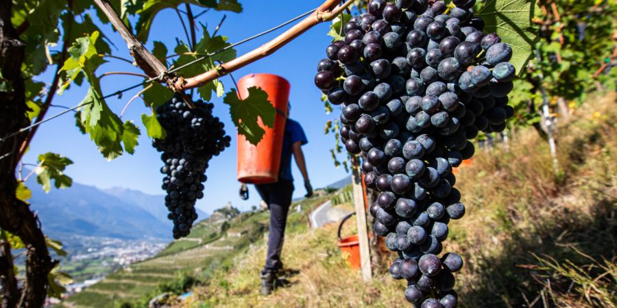 grappolo di nebbiolo vendemmia