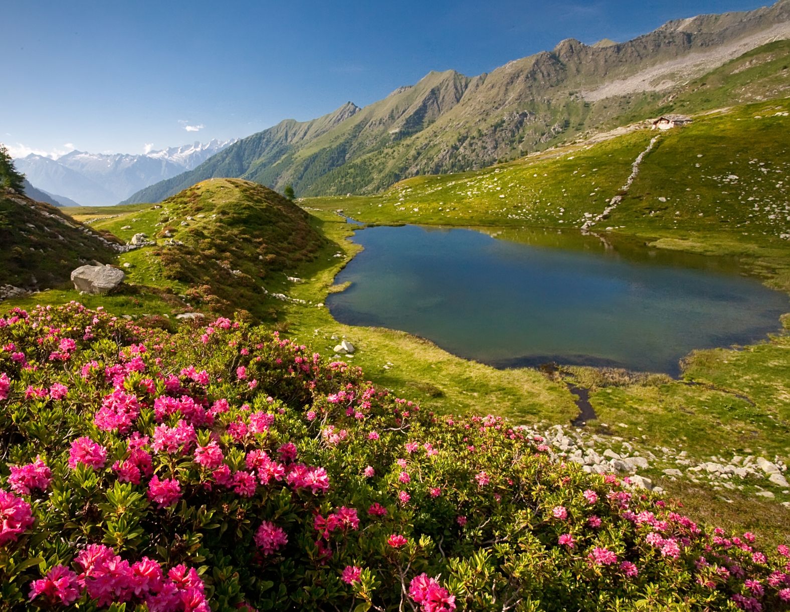rododendri ai laghi di porcile