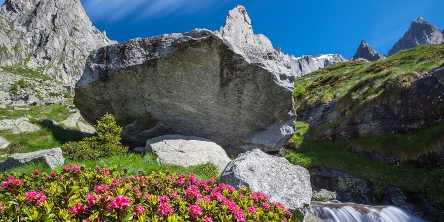 rododendri granito ruscello in val masino