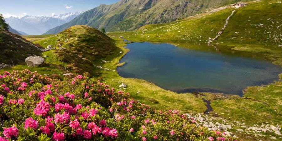 rododendri ai laghi di porcile
