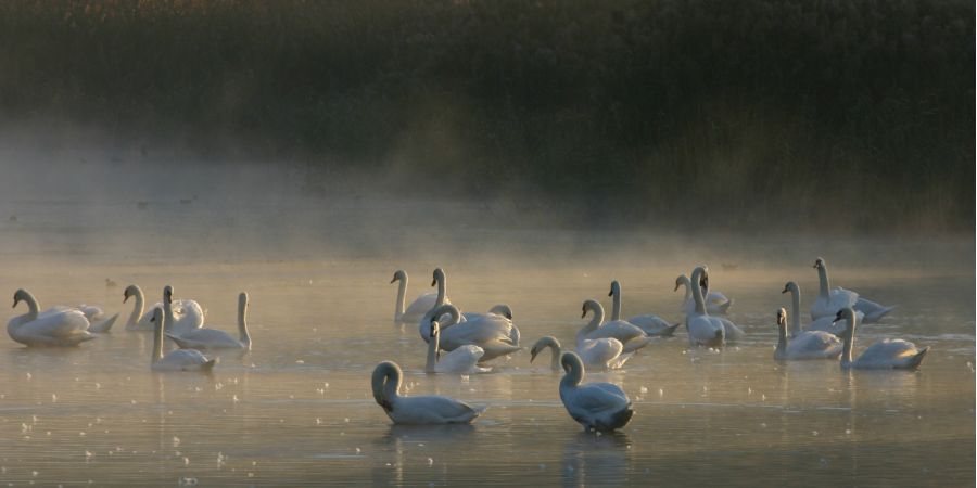 cigni riserva naturale pian di spagna
