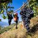 grappolo di nebbiolo vendemmia