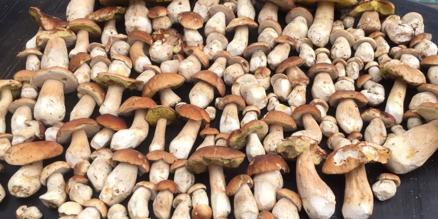 funghi porcini