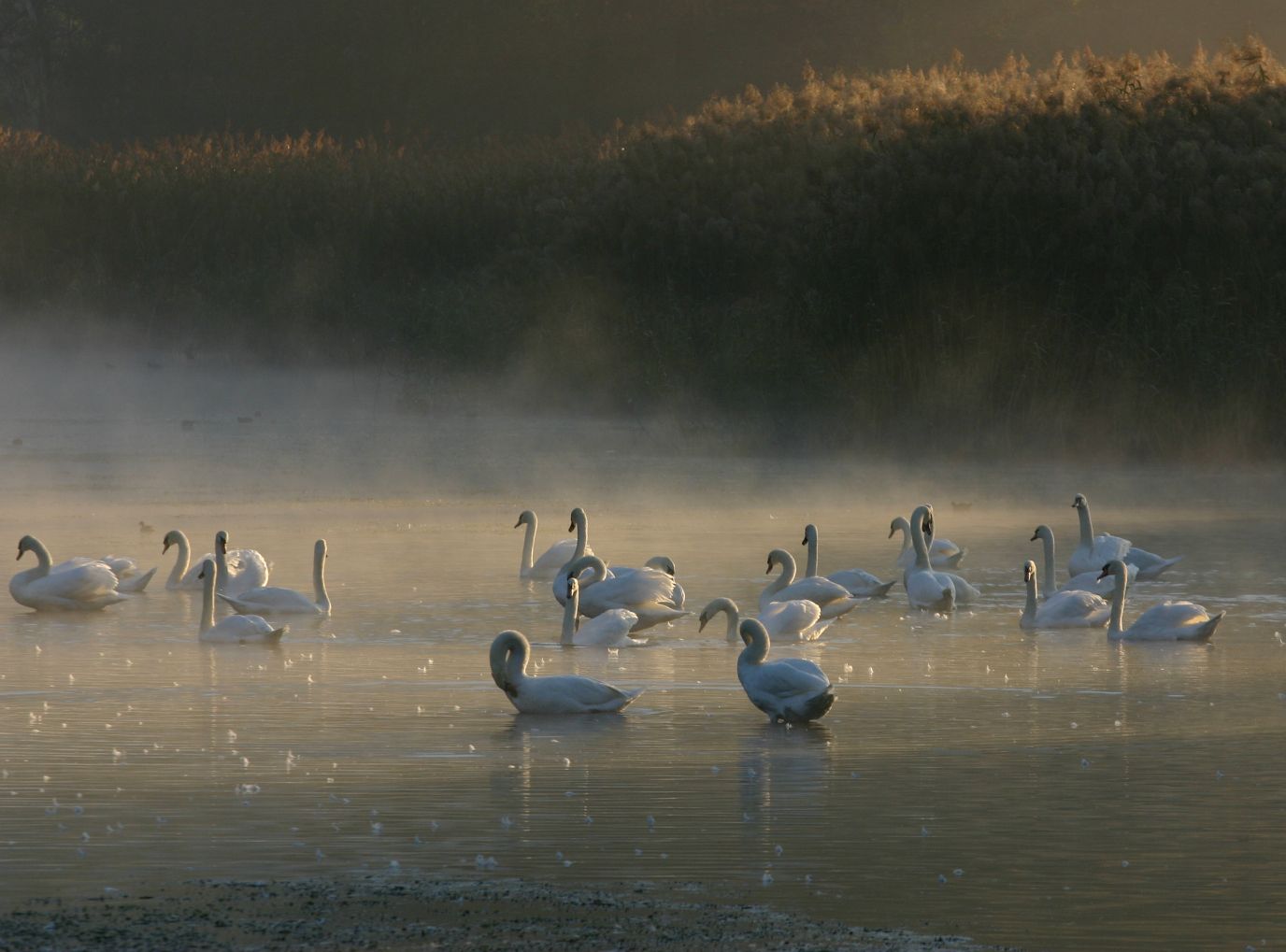 cigni riserva naturale pian di spagna