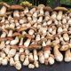 funghi porcini