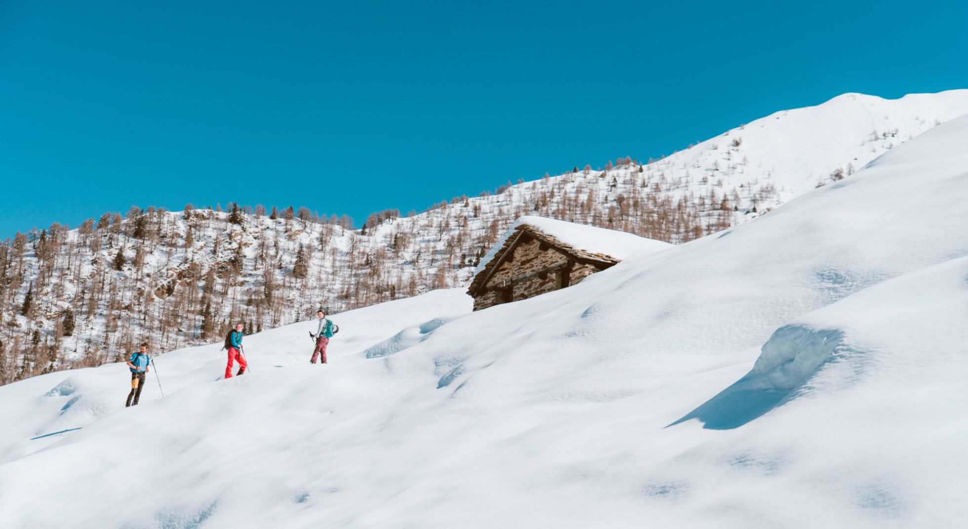 prato fiorito di eriofori in Val Tartano