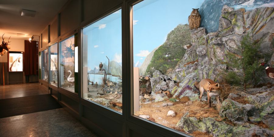 interno museo di storia naturale morbegno